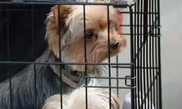 Hilarious!!! Trader Arrested By Police For Naming His Pet Dog ‘Buhari’ In Ogun State